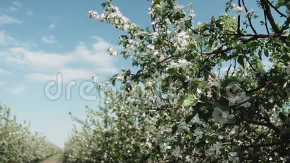 苹果树下地面上的一大群绿苹果视频的预览图