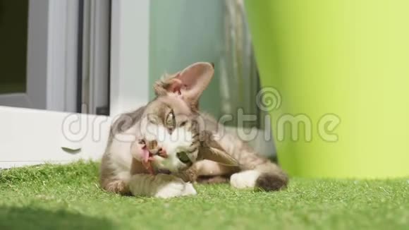 躺在草地上玩耍的小猫视频的预览图
