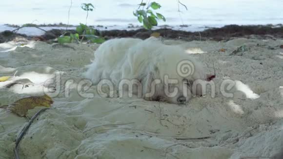 塞舌尔普拉斯林岛可爱有趣的毛茸茸的白色狗躺在沙滩上的沙滩上靠近动物醒来视频的预览图