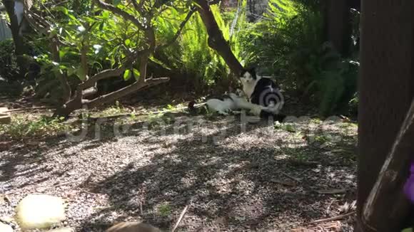 两只猫在花园里玩4K视频的预览图