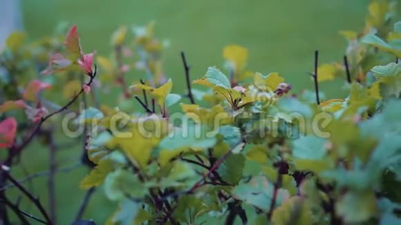 雨后美丽的绿色灌木丛植物特写视频的预览图