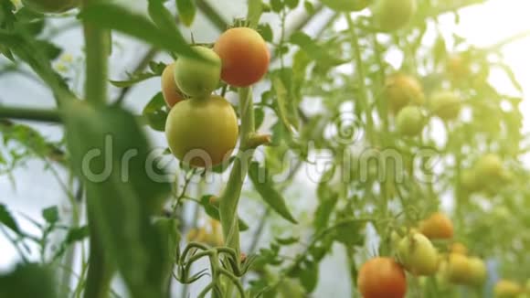 有西红柿的玻璃温室镜头向上移动视频的预览图