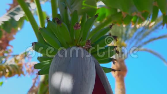 香蕉树生果和叶子视频的预览图