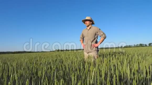 年轻的男农民站在绿色的小麦种植场谈论在阳光明媚的夏日收获谷物概念视频的预览图