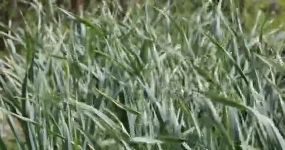 蒜瓣随风摇曳农场种植蔬菜视频的预览图