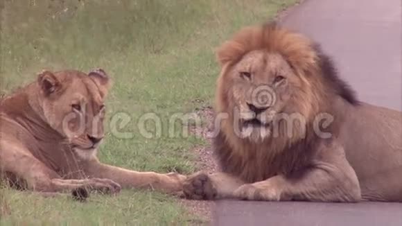 雄性和雌性狮子视频的预览图