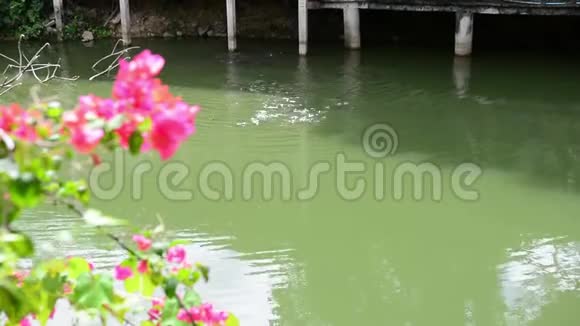 大自然的野生装饰品沼泽花和好运甲壳虫早春在洪水泛滥时由河流开花的金色植物视频的预览图