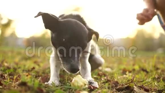 黑白混血儿在秋天公园啃苹果宠物配给饥饿的流浪狗视频的预览图
