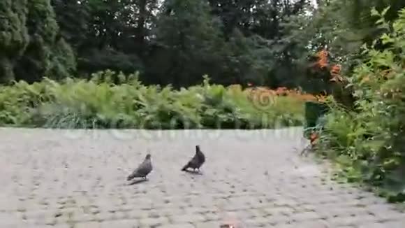 鸽子逃跑了视频的预览图