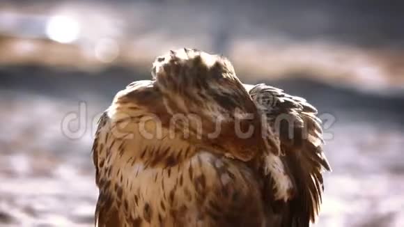 金鹰清洁羽毛大鸟转过头来视频的预览图