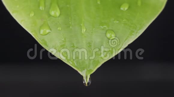 慢动作宏观特写雨点落在绿叶上水流顺着床单流下视频的预览图