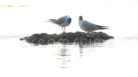 两只海鸥在一块突出水面的石头上清理羽毛视频的预览图