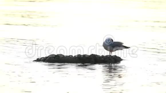 一只海鸥在一块突出水面的石头上清理羽毛视频的预览图