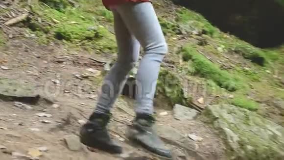 瘦女孩沿着针叶林的小路走高加索保护区的旅游业旅游的特写视频的预览图