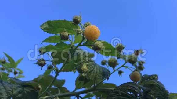 准备在灌木上吃新鲜的黄树莓视频的预览图