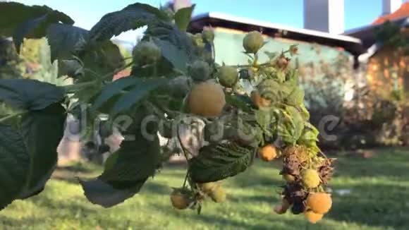 成熟的黄树莓灌木特写新鲜的黄树莓视频的预览图