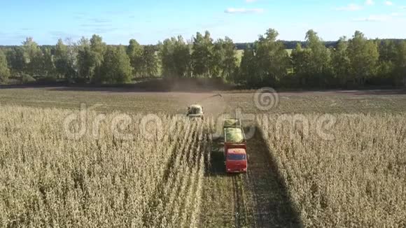 农田机械收割青贮玉米视频的预览图
