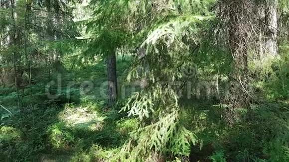 这段视频展示了环境问题在森林中明亮多汁的树叶的背景下是一大堆垃圾视频的预览图