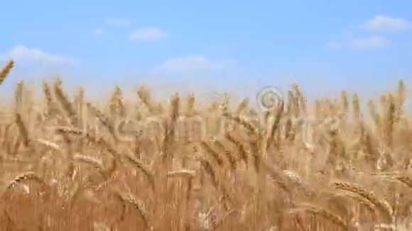 风摇麦穗黑麦对抗蓝天爱国的概念和乌克兰的民族自豪感视频视频的预览图