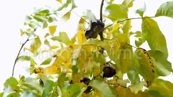 收获时间黄叶和成熟的核桃果实挂在树枝上随风摆动视频的预览图