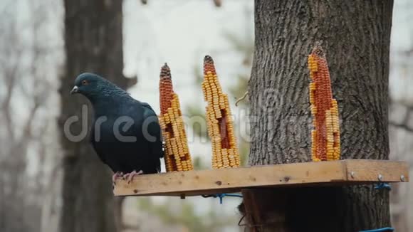 鸽子站在创造性的DIY馈线鸟类玉米芯视频的预览图