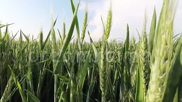 风穿过小麦的时间流逝视频的预览图