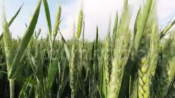风穿过小麦的时间流逝视频的预览图