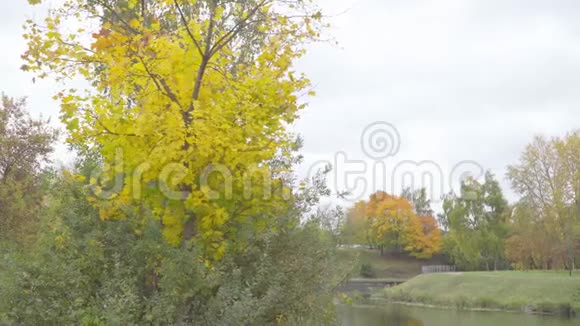 秋天的风景风中带着绿叶的枫树视频的预览图