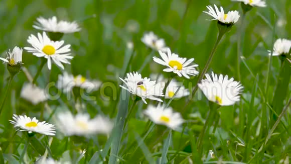 蜜蜂在公园里的白色雏菊花上飞翔春季自然慢动作视频视频的预览图