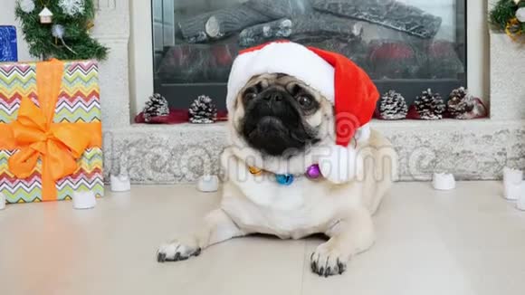 穿圣诞服装的滑稽小狗的特写肖像戴着圣诞老人的帽子看着镜头视频的预览图