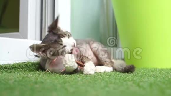 小猫在撒谎在玩在咬一根树枝视频的预览图