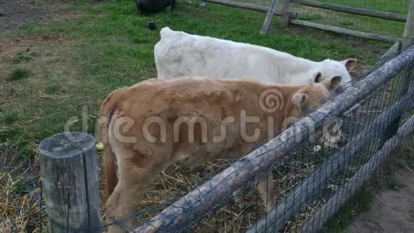 两只小牛在木栅栏后面视频的预览图