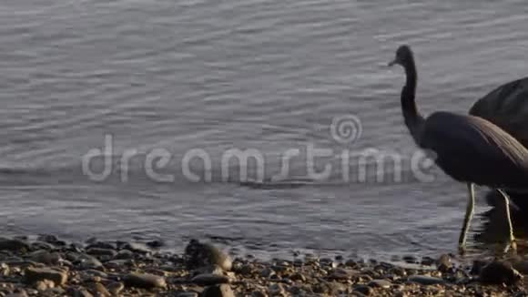 长颈灰鸟视频的预览图