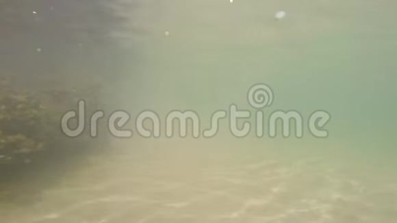 表面附近的海藻视频的预览图