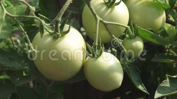 绿色的西红柿挂在树枝上特写农民种植园上未成熟西红柿番茄植株中的叶etus视频的预览图