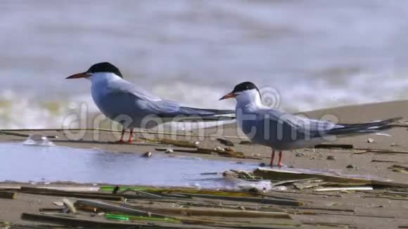 两只燕鸥坐在靠近水边的沙质岸边休息海浪在岸上翻滚视频的预览图