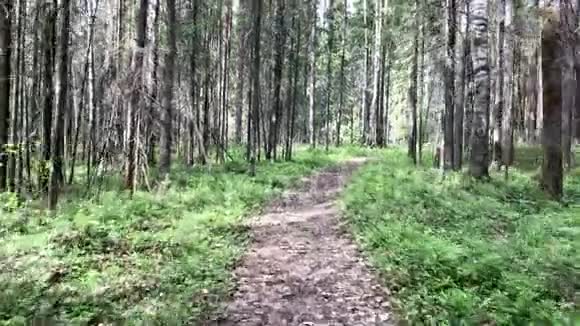 夏日有松树的森林视频的预览图