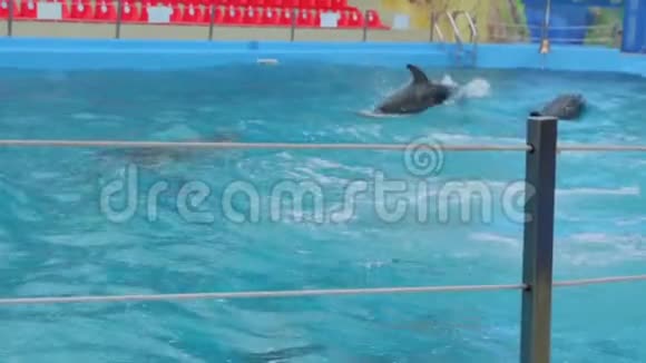 游泳池里的海豚视频的预览图