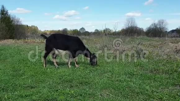 黑山羊在草地上吃青草抬起头环顾四周脖子上的项圈视频的预览图