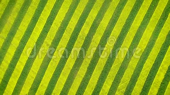 农田空中降转催眠的黄绿线视频的预览图