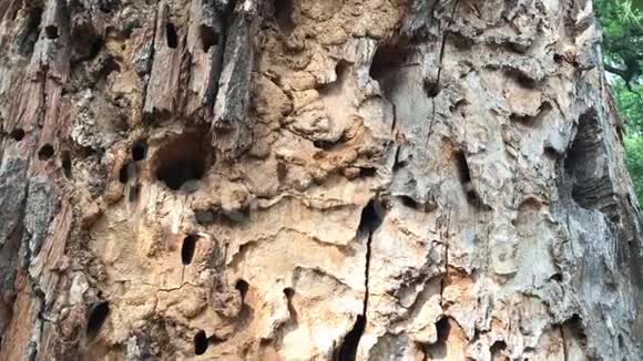 欧洲云杉树皮甲虫洞在老云杉树干上视频的预览图
