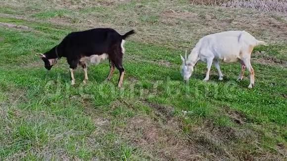 两只家羊在草地上吃青草抬起头环顾四周脖子上的项圈黑白的视频的预览图