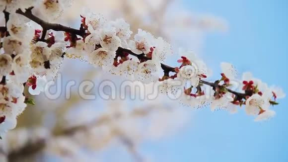 蓝天上盛开的杏树枝寻常型杏仁核视频的预览图