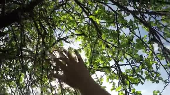 女人的手抚摸着美丽绿叶透过皮肤感受奇妙的世界触觉视频的预览图