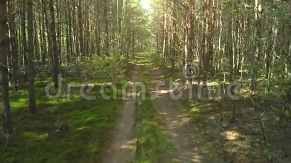 穿过森林的乡村公路视频的预览图