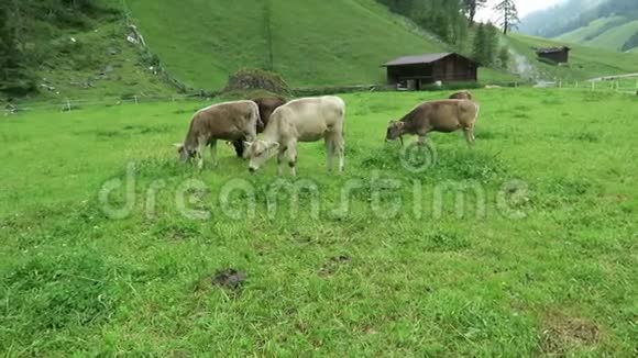 在维默塔尔河谷提罗尔的农田里放牧的幼牛视频的预览图