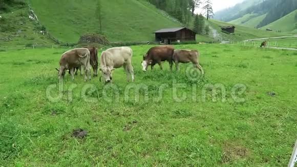 在维默塔尔河谷提罗尔的农田里放牧的幼牛视频的预览图
