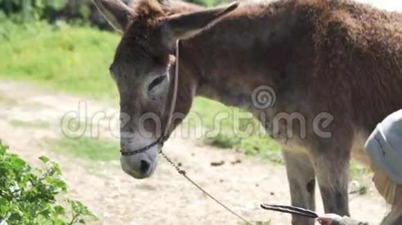 一个小女孩在塞浦路斯山区的驴场上喂驴视频的预览图