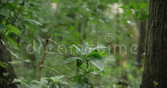 清新的绿叶随风缓缓吹拂在热带森林后放松的雨水自然概念视频的预览图