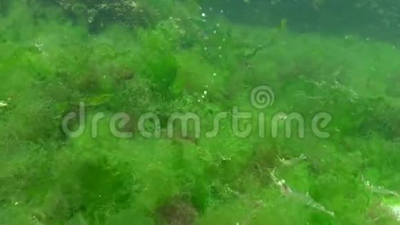藻类在底部堆积气泡从底部散发虾在藻类上视频的预览图
